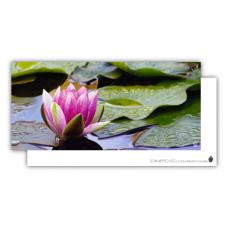 Postcard | Water lily